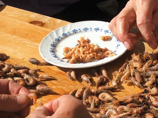 Hafen Greetsiel Krabben