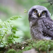 Eule im Tierpark Thale