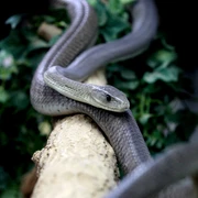 Schwarze-Mamba-Schlangenfarm