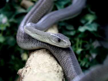 Schwarze-Mamba-Schlangenfarm
