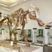 Steppenmammut im Spengler-Museum