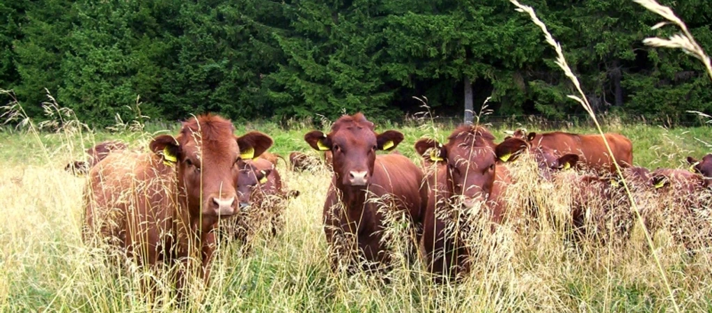 Brockenbauer Thielecke - Kälbchen auf der Weide