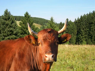 Brockenbauer Thielecke - Rinderportrait