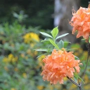 Blumen im Weltwald Bad Grund