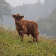 Highland