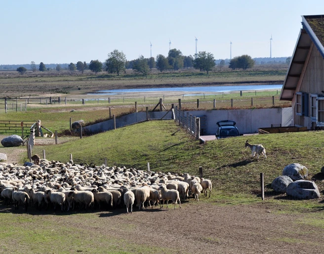 Schafstall Bargerveen