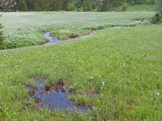 Source of the Goldbach Wiese mit Bächlein und QuelleMeadow with stream and springPrairie avec ruisseau et source