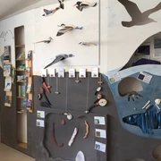 Austernfischer Puan Klent Schutzstation Wattenmeer