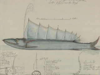 Zeichnung eines Fisches mit detaillierten anatomischen Skizzen und Beschriftungen.