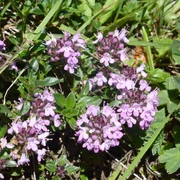 sigriswil-kraeuterwanderung-violette-blueten