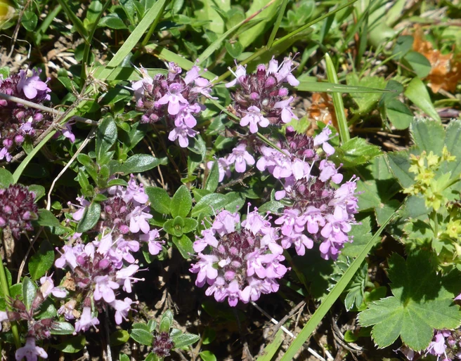 sigriswil-kraeuterwanderung-violette-blueten