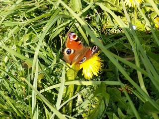 sigriswil-kraeuterwanderung-tagpfauenauge-auf-loewenzahn