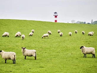 Deich, Schafe und Leuchtturm an der Elbe