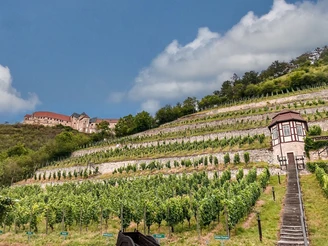 freyburg_herzoglicher_weinberg_c_kristin_koch_web