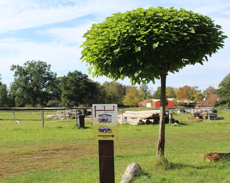 Gut Donnerstedt Eine grüne Wiese mit einem auffälligen Baum im Vordergrund und einem Zaun im Hintergrund.