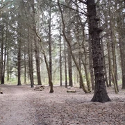 Wald bei Remondis