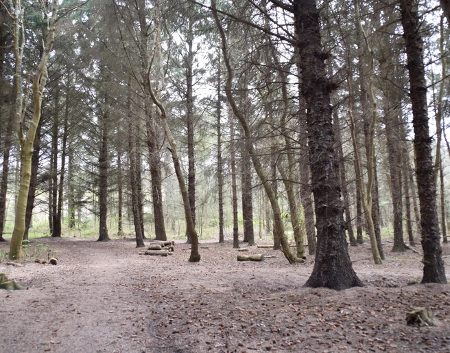 Wald bei Remondis