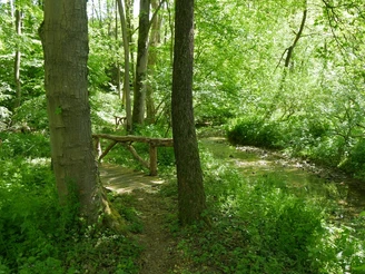 Traumhafter Weg entlang der Schelpe Grüner Waldweg entlang eines kleinen Baches mit einem rustikalen Holzgeländer, umgeben von dichter Vegetation.