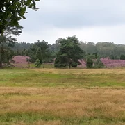 kutschfahrt-durch-die-heide
