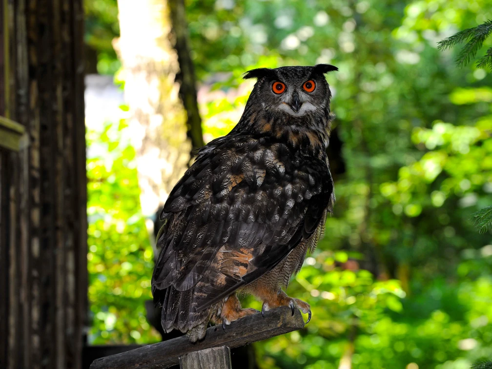 Vogelstation Lehrbach