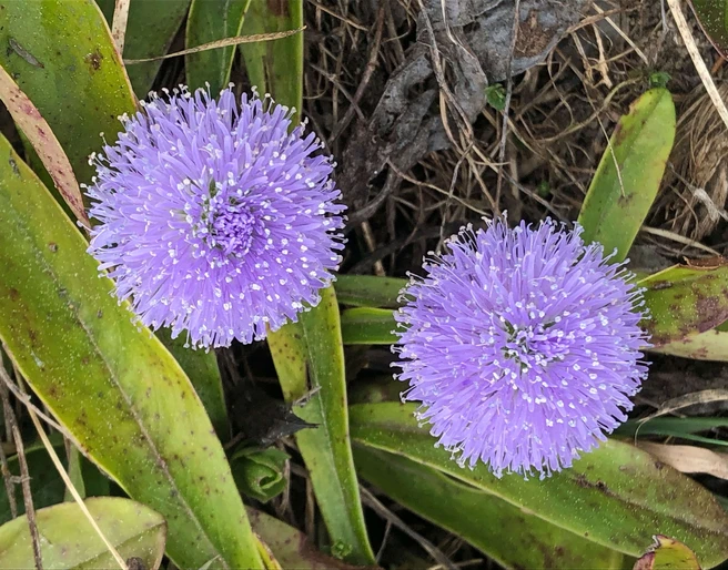 Leafless-stammed globularia