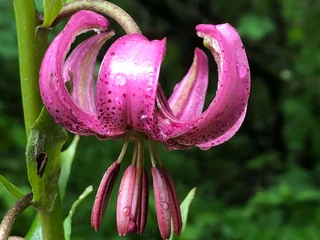 Martagon lilies