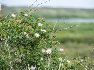 Hammersee und Blumen auf Juist
