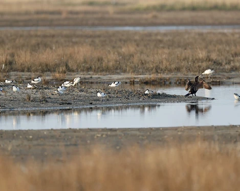 salzwiese-am_campener-leuchtturm_1_gent_nlpv-nlpv