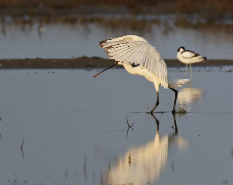 salzwiese-am_campener-leuchtturm_2_gent_nlpv-nlpv