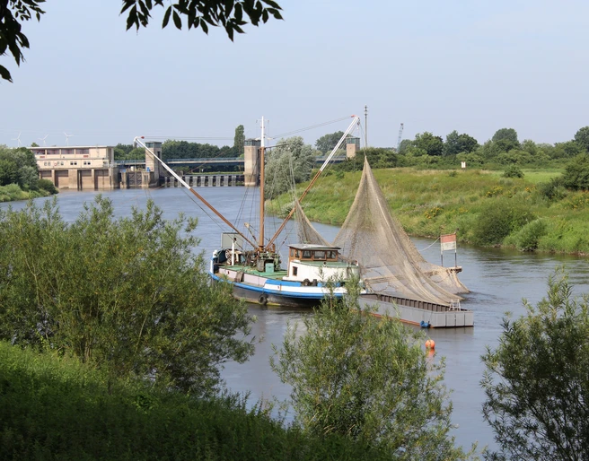 Drakenburg Aalschokker Ein historischer Aalschokker auf der Weser bei Drakenburg, umrahmt von grüner Uferlandschaft.