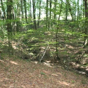 Binner Schulcht Lichtdurchfluteter Wald mit üppigem Laubboden in der Binner Schlucht, lädt zum Entdecken ein.