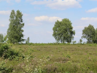 Mainscher Heide Landschaft Weite Heidefläche mit Heidekraut, teils im Vordergrund blühend, von verstreuten Bäumen gesäumt.