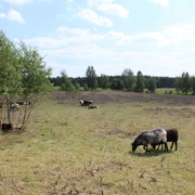 Mainscher Heide-Schafe Schafe grasen unter Bäumen auf der Mainschen Heide, begleitet von weiter Landschaft und klarem Himmel.