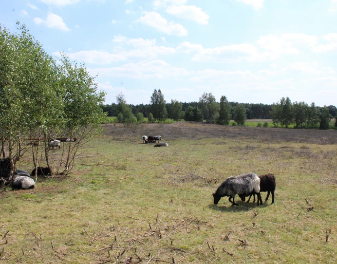 Mainscher Heide-Schafe Schafe grasen unter Bäumen auf der Mainschen Heide, begleitet von weiter Landschaft und klarem Himmel.