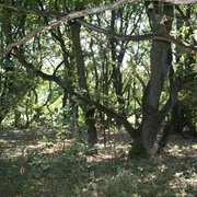 Eichenkratt Alter Eichenwald mit dichtem Blattwerk und vereinzelten Strahlen der Sonne, die den Boden erhellen.