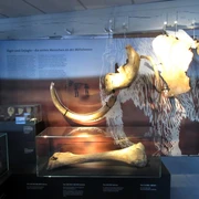 Mammut-Skelett im Nienburger Museum: eindrucksvolle Überreste eines urzeitlichen Riesentiers.