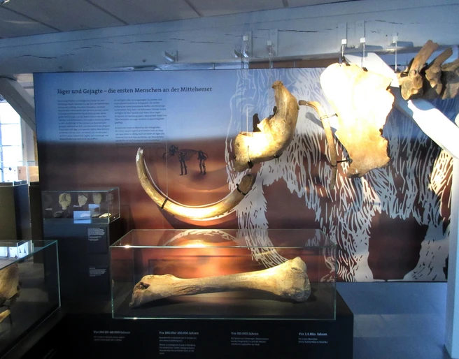 Skelett vom Mammut im Museum Nienburg Mammut-Skelett im Nienburger Museum: eindrucksvolle Überreste eines urzeitlichen Riesentiers.