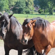 Pferde Zwei prächtige Pferde mit glänzendem Fell stehen auf einer Wiese, umgeben von grünen Bäumen.