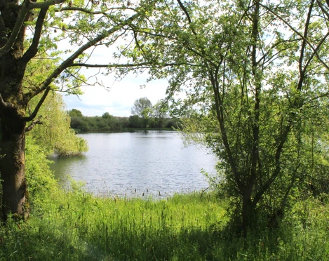 Wiedesee Grün umrahmter See im Sonnenschein, umgeben von üppiger Vegetation und friedlicher Atmosphäre.