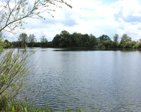 Wiedesee Ein ruhiger See in einer bewaldeten Umgebung, umgeben von grünem Ufergebüsch und blauem Himmel.