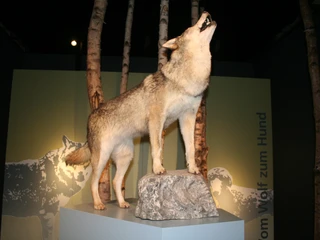 Ausstellung Wolfcenter Ein heulender Wolf auf einem Felsen, umgeben von Birkenstämmen, symbolisiert die Wildnis.