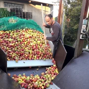 Apfelannahme bei Lammersiek + Co - Fruchtsaftkelterei