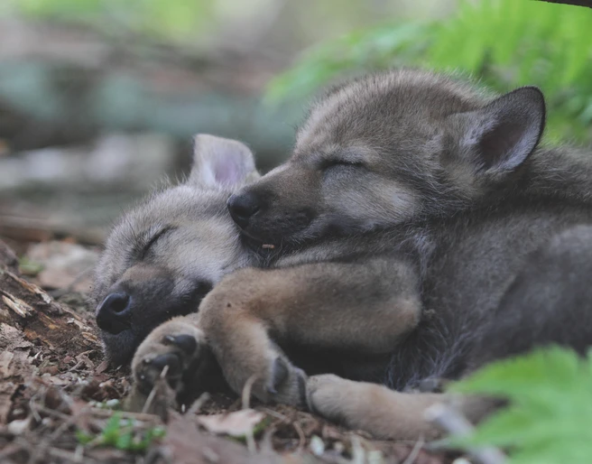 wolfcenter-doerverden-welpen