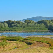 Vogelschwam Vogelschwarm über dem Leinepolder Naturschutzgebiet.
