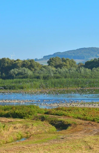 Vogelschwam Vogelschwarm über dem Leinepolder Naturschutzgebiet.