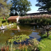 20190922_110739.jpg Ein ruhiger Teich spiegelt inmitten eines gepflegten Gartens lilienbedeckte Wasserflächen und harmonische Vegetation wider, während eine Statue am Ufer sitzt und für Harmonie sorgt.