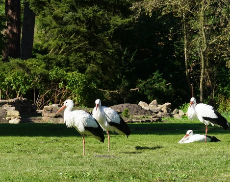 Botanischer Garten Oldenburg Störche