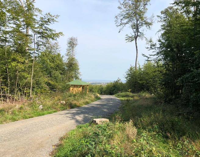 Ein Wanderweg schlängelt sich durch einen dichten Wald, im Hintergrund öffnet sich ein weiter Himmel.