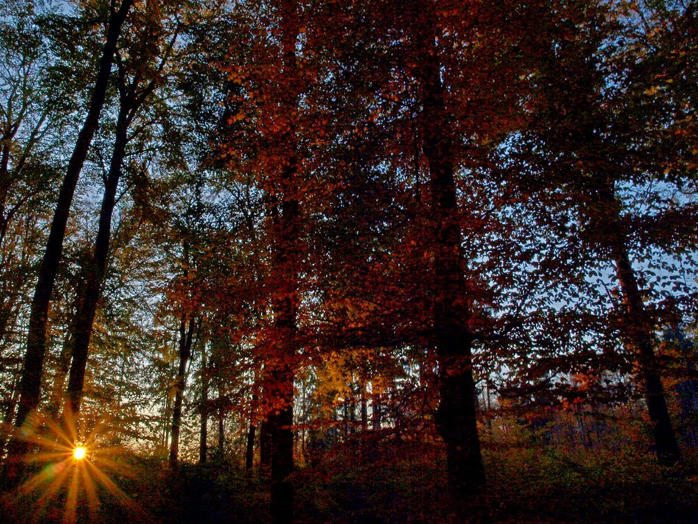 2024.11.23_Vom LIcht_brinen_johnnyb_pixelio.de.jpg