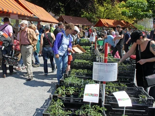 ProSpecieRara Setzlingsmarkt ProSpecieRara Setzlingsmarkt in WeggisProSpecieRara seedling market in WeggisMarché aux plantons ProSpecieRara à Weggis